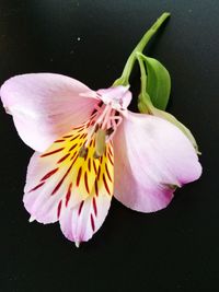 Close-up of fresh pink flower against black background