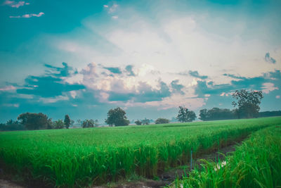 Scenic view of agricultural field against sky