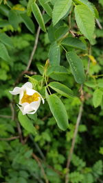 Close-up of white flower blooming outdoors