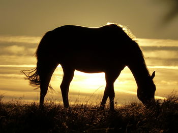 Silhouette horse against sky during sunset