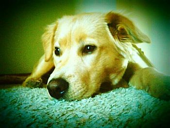 Close-up portrait of a dog