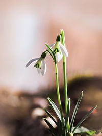 Close-up of white flowering plant