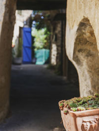 Close-up of potted plant against building