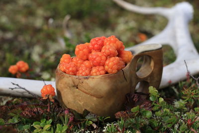 Close-up of strawberries