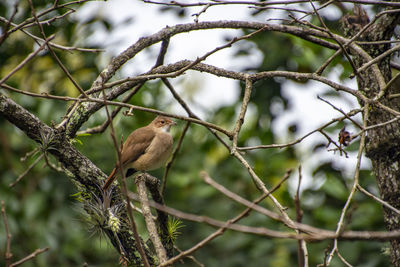 Low angle view of bird perching on tree