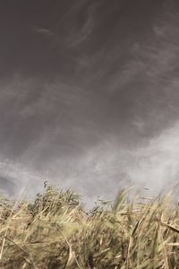 Close-up of grass on field against sky