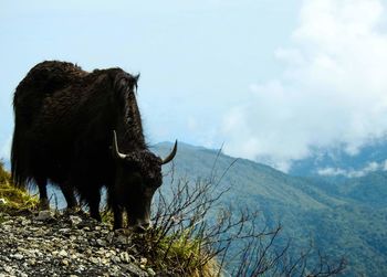 View of a wild yak on land