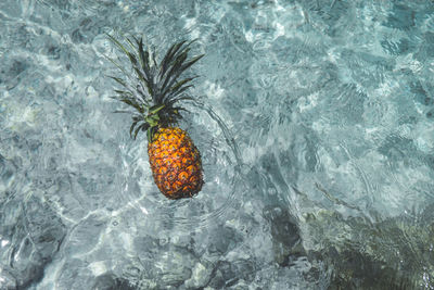 High angle view of pineapple in sea