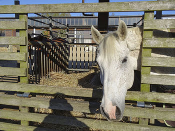 A horse behind the wooden fence