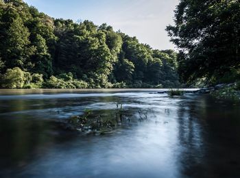 Scenic view of river amidst trees in forest against sky