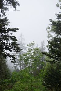 Low angle view of trees in forest during winter