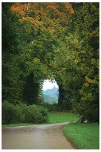 Road amidst trees