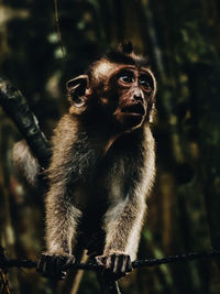 Monkey looking away in forest