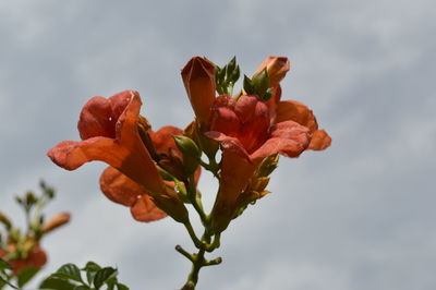 Low angle view of red flowers against sky