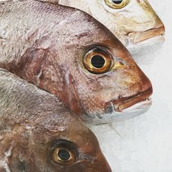 High angle view of dead fishes with ice at market stall