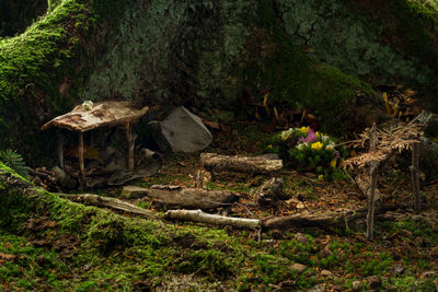 View of trees in forest