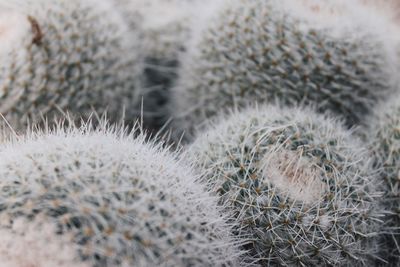 Close-up of cactus plants