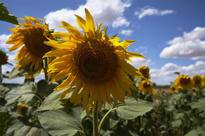 Close-up of yellow flowering plant against sky