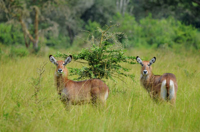 Deer standing on field