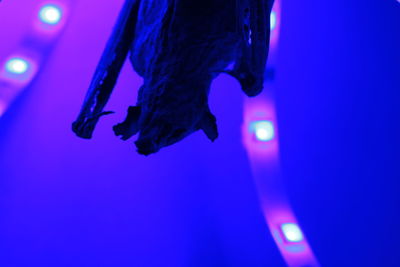 Close-up of light bulb