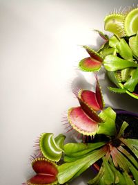 Close-up of fruits growing on table