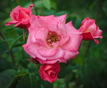 Close-up of wet pink rose blooming outdoors