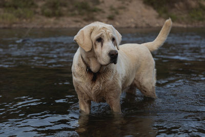 Dog running in lake