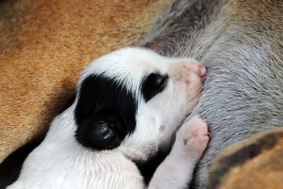 Close-up of a dog