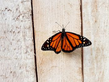 Close-up of butterfly perching