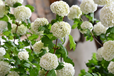 White flowering plants