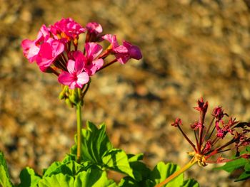 Close-up of pink flowering plant