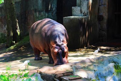 View of horse in zoo