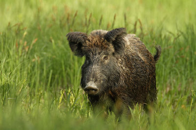 Portrait of an animal on grass