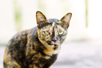 Close-up portrait of cat