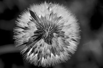 Close-up of flower against blurred background