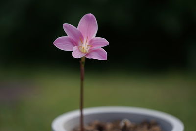 Close-up of pink flowering plant