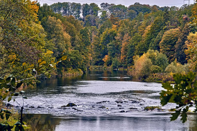 Scenic view of lake in forest during autumn