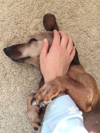 High angle view of dog sleeping on man