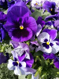 Close-up of purple crocus blooming outdoors