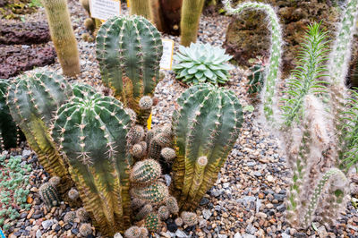 High angle view of succulent plants growing on field