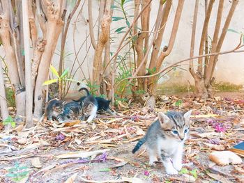 Cats on tree