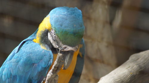 Close-up of blue macaw perching on wood