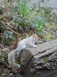 Close-up of squirrel on rock