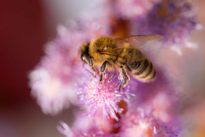 Close-up of bee on purple flower