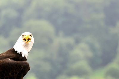 Low angle view of eagle flying against blurred background