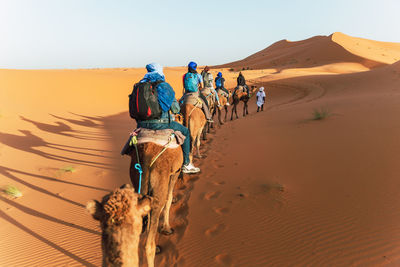 A caravan of camels with tourists moves through the dunes of the sahara desert in morocco