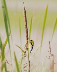 Close-up of american goldfinch on grass