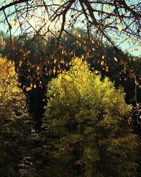 Trees growing in forest against sky during autumn