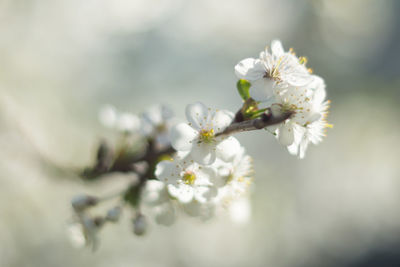 Close-up of white cherry blossom