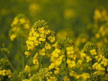 Close-up of yellow flowering plants on field